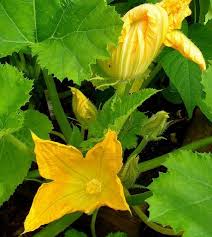 Image result for Cucurbita