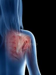 This article looks at the structure of the foot — including bones, muscles, ligaments, and tendons — and some of the common conditions that . Shoulder Muscles Bones And Joints Of Female Body Computer Illustration Science Humerus Stock Photo 312141292