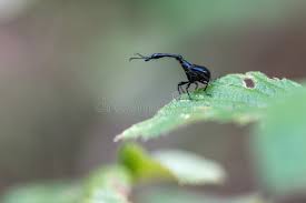 Image result for Dichaetanthera