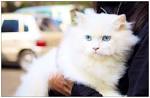 Blue Persian Kittens Photo Gallery - Gray Kittens - Grey ...