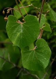 Image result for Pergularia daemia