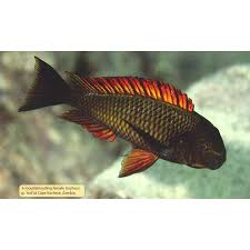 Image result for Tetradenia tanganyikae