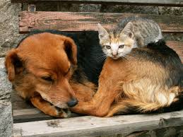 Pet Food Recalls Expand Natura And Barf World Dog Cat Foods Pet Clinic Dog Friends Dogs