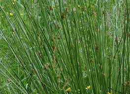 Image result for Juncus dregeanus