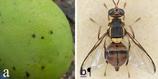 We did not find results for: Bactrocera Dorsalis New Ippc Diagnostic Protocol Adopted International Plant Protection Convention