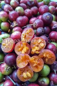 Image result for Flacourtia indica