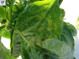 Image result for tomato seedling xanthomonas vesicatoria