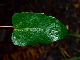 Image result for Stipularia