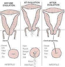 Image result for cervix position