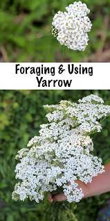 Foraging And Using Yarrow Achillea Millefolium Medicinal Herbs Garden Medicinal Herbs Planting Herbs