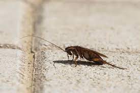 After all, humans are omnivores too, so it's no surprise we what do roaches eat if nothing else is around? What S That Giant Cockroach In Your House Terminix