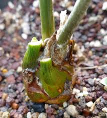 Image result for Asparagus natalensis