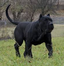 Presa Canario Cute Animals Funny Animal Pictures Beautiful Dogs