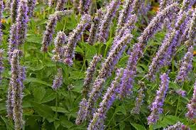 Honeybees prefer flower colors of blue, purple, white, yellow. 17 Best Flowers That Attract Bees Birds And Blooms