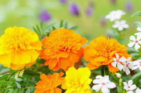 3ページ目 | オレンジ色のマリーゴールドの写真素材｜写真素材なら「写真AC」無料（フリー）ダウンロードOK