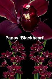 Cymbidium Pansy Blackheart Slc Mericlones 68mm Pots Pansies Orchids Winter Fire