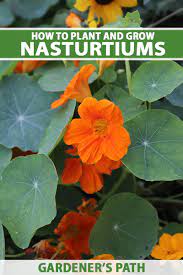 Planting nasturtiums is as simple as poking a hole in the soil with your finger and dropping in one of the rather large seeds. How To Grow Nasturtiums In Your Garden Gardener S Path