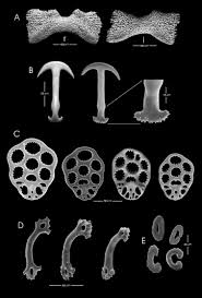 Image result for Pseudopod Ospermum
