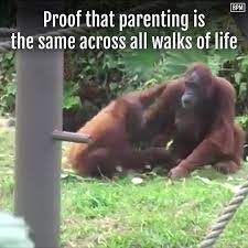 3 Oh Orangutan Mama We Ve All Been There Before Bad Parenting Presents Mom Life Quotes Cute Baby Photos Parenting Memes