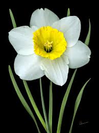 White Daffodils Yellow Flower Art Daffodils Flower Pictures