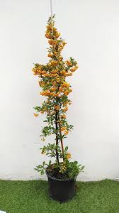 Image result for Pyracantha coccinea golden charmer