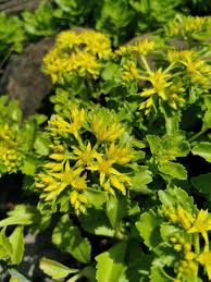 Image result for Aizoon virgatum