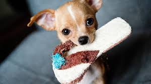Maybe you would like to learn more about one of these? The 115 Most Popular Chihuahua Names Of 2020 The Dog People