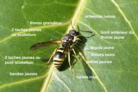 Pour deux mille francs, je vous la céderai. Guepe Maconne Noire Piqure