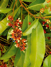 Image result for Gomphia