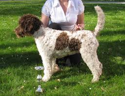 The lagotto romagnolo is an ancient, traditional working breed from northern italy used for truffle hunting. Lagotto Romagnolo Puppies Ohio Guide At Puppies Api Ufc Com
