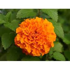 Flower coloring pages make the day bright and sunny for me. Buy Marigold Flower Orange Yellow Colour M Flowers Seeds Online Get 56 Off