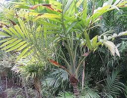 Our grower's choice subscription freshly picked and delivered to your door every month. Chamaedorea Elegans Bamboo Palm Chamaedorea Collinia Elegans Dwarf Palm Good Luck Palm Miniature Fish Tail Dwarf Palm Neanthebella Neanthe Bella Palm Neanthe Palm Parlour Palm Reed Palm North Carolina Extension Gardener