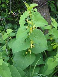 Image result for Aristolochia albida