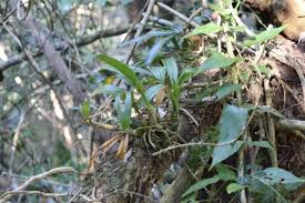 Image result for Polystachya macropoda