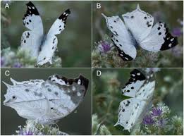 Image result for Meiosperma debile