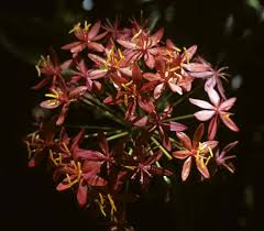 Image result for Scadoxus pole-evansii