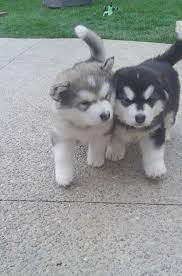 Check spelling or type a new query. Alaskan Malamute Rescue Nc Pets Lovers