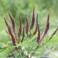 Image result for Indigofera ramosa