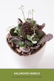 Image result for Kalanchoe humilis