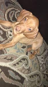 Miami valley vizsla club, inc. Vizsla Puppies Cleveland Ohio The Y Guide