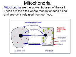 Most mitochondria have a diameter of approximately 0.5 to 1.0 µm and a length of about 7 µm. Cells Ppt Download