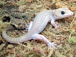 Gekko Gecko Patternless Axanthic Morph - Tokay Gecko Gecko Geckos Reptiles Lizards Gecko Reptiles Reptiles And Amphibians