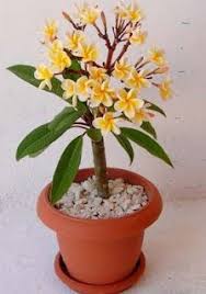 Epingle Sur Bonzai L Art A L Etat D Art