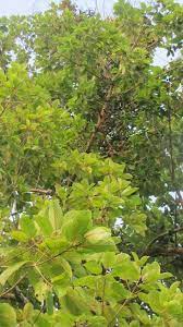 Lebih 100 kilogram (kg) daun ketum 'urat merah' berkualiti tinggi dan cuba dibawa dari. Bahaya Daun Ketum Ternyata Masuk Kategori Narkotika Halaman All Kompasiana Com