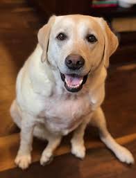 CONGRATULATIONS to our very own Dr. Laura Harvey, who is the recipient of  the 2019 Maryland Veterinary Medical Association Good Doctor Award! This  award is given in recognition for her distinguished service,