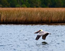 Carrabelle River Bell Company Trussville