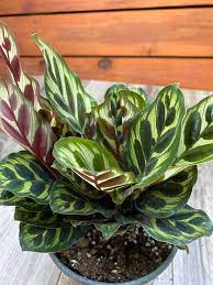 Calathea Makoyana Peacock Plant In 6 Inches Pot Etsy In 2021 Plants Peacock Plant Live House Plants