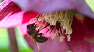 The 7 best flowers to plant for bees. Bees Favourite Plants Revealed By Botanic Garden Study Bbc News