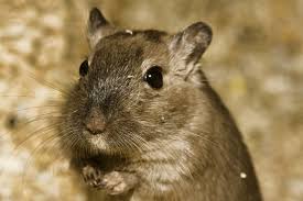 With curious round eyes and adorable names such as kyun kyun and shiro pika, you'll. 7 Hamster Eye Colors And Their Rarity With Pictures Pet Keen