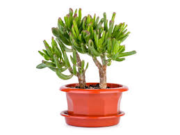 As per vastu shastra, there are directions in which a tulsi plant should not be kept. Lucky Plants For Your Office Desk Boldsky Com